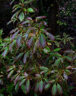 Fotografia 2 da espécie Trochodendron aralioides no Jardim Botânico UTAD