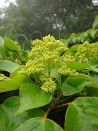 Fotografia da espécie Trochodendron aralioides