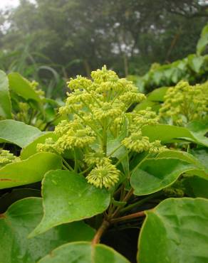 Fotografia 4 da espécie Trochodendron aralioides no Jardim Botânico UTAD