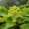 Fotografia 4 da espécie Trochodendron aralioides do Jardim Botânico UTAD