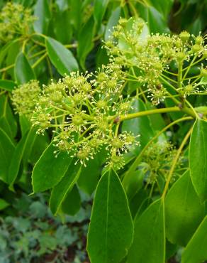 Fotografia 5 da espécie Trochodendron aralioides no Jardim Botânico UTAD