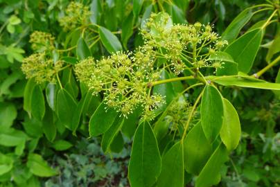 Fotografia da espécie Trochodendron aralioides