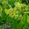 Fotografia 5 da espécie Trochodendron aralioides do Jardim Botânico UTAD
