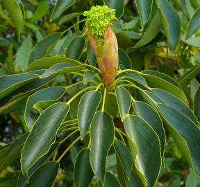 Fotografia da espécie Trochodendron aralioides