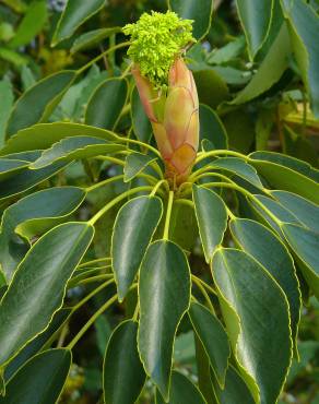 Fotografia 6 da espécie Trochodendron aralioides no Jardim Botânico UTAD