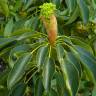 Fotografia 6 da espécie Trochodendron aralioides do Jardim Botânico UTAD