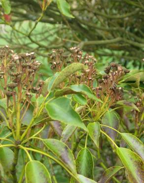 Fotografia 7 da espécie Trochodendron aralioides no Jardim Botânico UTAD