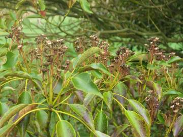 Fotografia da espécie Trochodendron aralioides