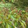 Fotografia 7 da espécie Trochodendron aralioides do Jardim Botânico UTAD