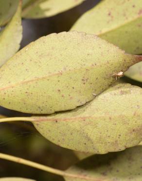 Fotografia 8 da espécie Trochodendron aralioides no Jardim Botânico UTAD