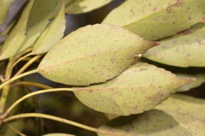 Fotografia da espécie Trochodendron aralioides