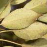Fotografia 8 da espécie Trochodendron aralioides do Jardim Botânico UTAD