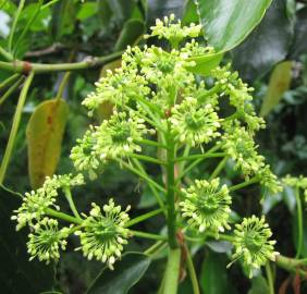 Fotografia da espécie Trochodendron aralioides