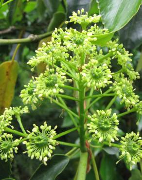 Fotografia 9 da espécie Trochodendron aralioides no Jardim Botânico UTAD