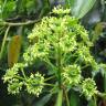 Fotografia 9 da espécie Trochodendron aralioides do Jardim Botânico UTAD