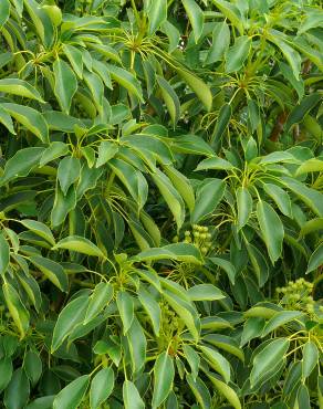 Fotografia 10 da espécie Trochodendron aralioides no Jardim Botânico UTAD