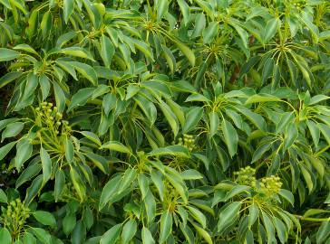 Fotografia da espécie Trochodendron aralioides