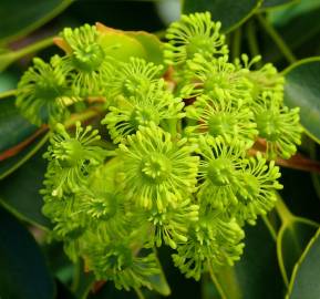 Fotografia da espécie Trochodendron aralioides