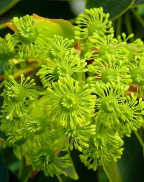 Fotografia 11 da espécie Trochodendron aralioides no Jardim Botânico UTAD