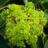 Fotografia 11 da espécie Trochodendron aralioides do Jardim Botânico UTAD