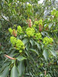 Fotografia da espécie Trochodendron aralioides