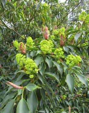 Fotografia 12 da espécie Trochodendron aralioides no Jardim Botânico UTAD