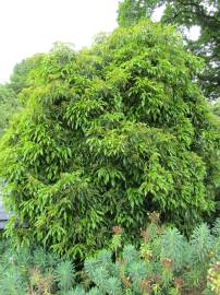 Fotografia da espécie Trochodendron aralioides