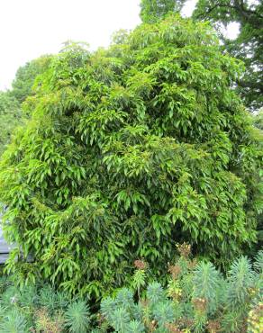 Fotografia 13 da espécie Trochodendron aralioides no Jardim Botânico UTAD