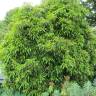 Fotografia 13 da espécie Trochodendron aralioides do Jardim Botânico UTAD