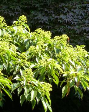 Fotografia 14 da espécie Trochodendron aralioides no Jardim Botânico UTAD