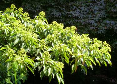 Fotografia da espécie Trochodendron aralioides