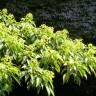 Fotografia 14 da espécie Trochodendron aralioides do Jardim Botânico UTAD