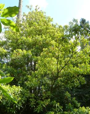 Fotografia 15 da espécie Trochodendron aralioides no Jardim Botânico UTAD