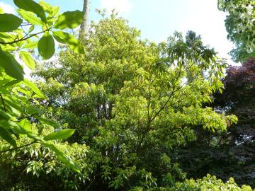 Fotografia da espécie Trochodendron aralioides