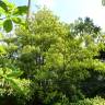 Fotografia 15 da espécie Trochodendron aralioides do Jardim Botânico UTAD