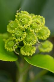 Fotografia da espécie Trochodendron aralioides