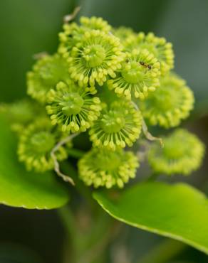 Fotografia 16 da espécie Trochodendron aralioides no Jardim Botânico UTAD