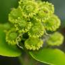 Fotografia 16 da espécie Trochodendron aralioides do Jardim Botânico UTAD