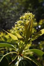 Fotografia da espécie Trochodendron aralioides