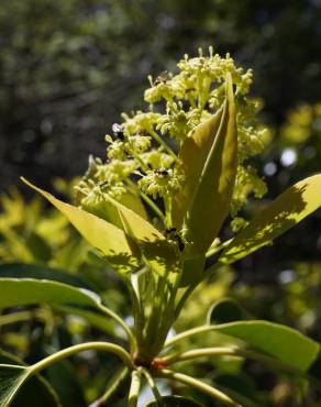 Fotografia 17 da espécie Trochodendron aralioides no Jardim Botânico UTAD