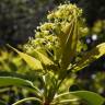 Fotografia 17 da espécie Trochodendron aralioides do Jardim Botânico UTAD