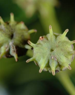 Fotografia 18 da espécie Trochodendron aralioides no Jardim Botânico UTAD