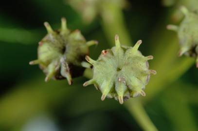 Fotografia da espécie Trochodendron aralioides