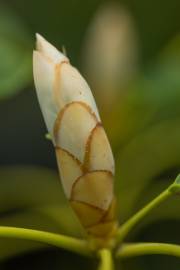 Fotografia da espécie Trochodendron aralioides