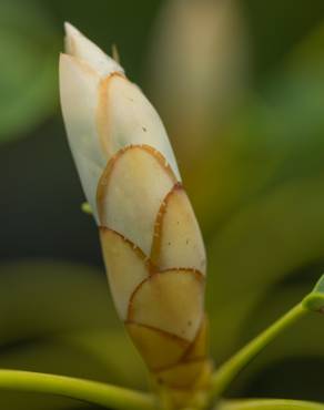 Fotografia 19 da espécie Trochodendron aralioides no Jardim Botânico UTAD