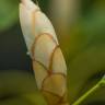 Fotografia 19 da espécie Trochodendron aralioides do Jardim Botânico UTAD