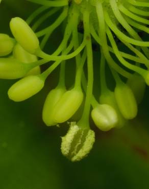 Fotografia 20 da espécie Trochodendron aralioides no Jardim Botânico UTAD