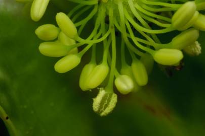 Fotografia da espécie Trochodendron aralioides