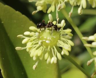 Fotografia da espécie Trochodendron aralioides