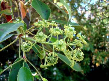 Fotografia da espécie Trochodendron aralioides